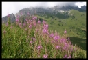 Alpes