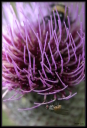 fleurs-et-nature